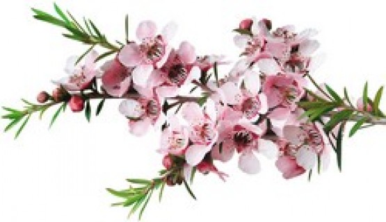 Le miel de Manuka